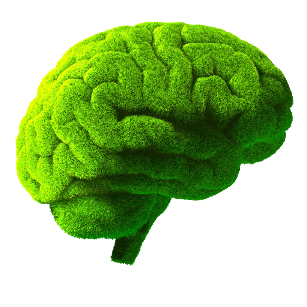 brain