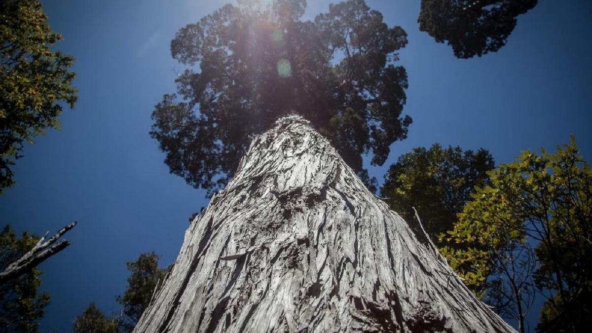 'Gran abuelo': posiblemente, el árbol más viejo del mundo